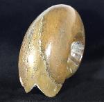 Manticoceras cf. intumescens (BEYRICH 1837) - Bild &copy; FossNet FossilienStore